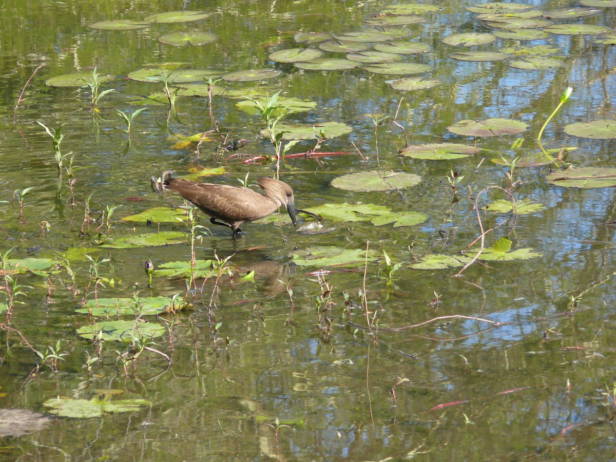 Hamerkop - ML529748511