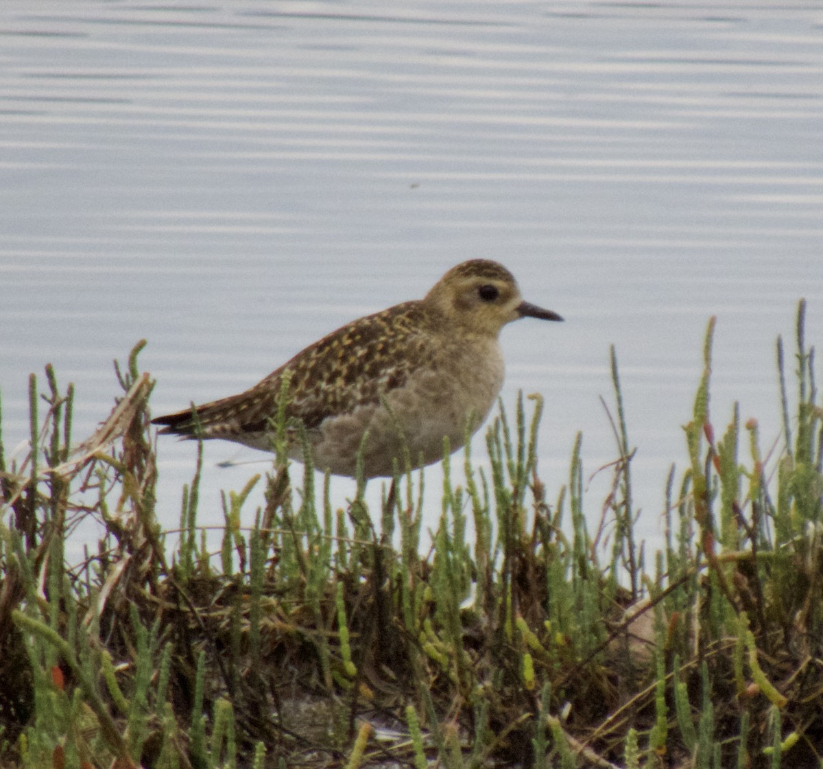 Pacific Golden-Plover - Brian Deans