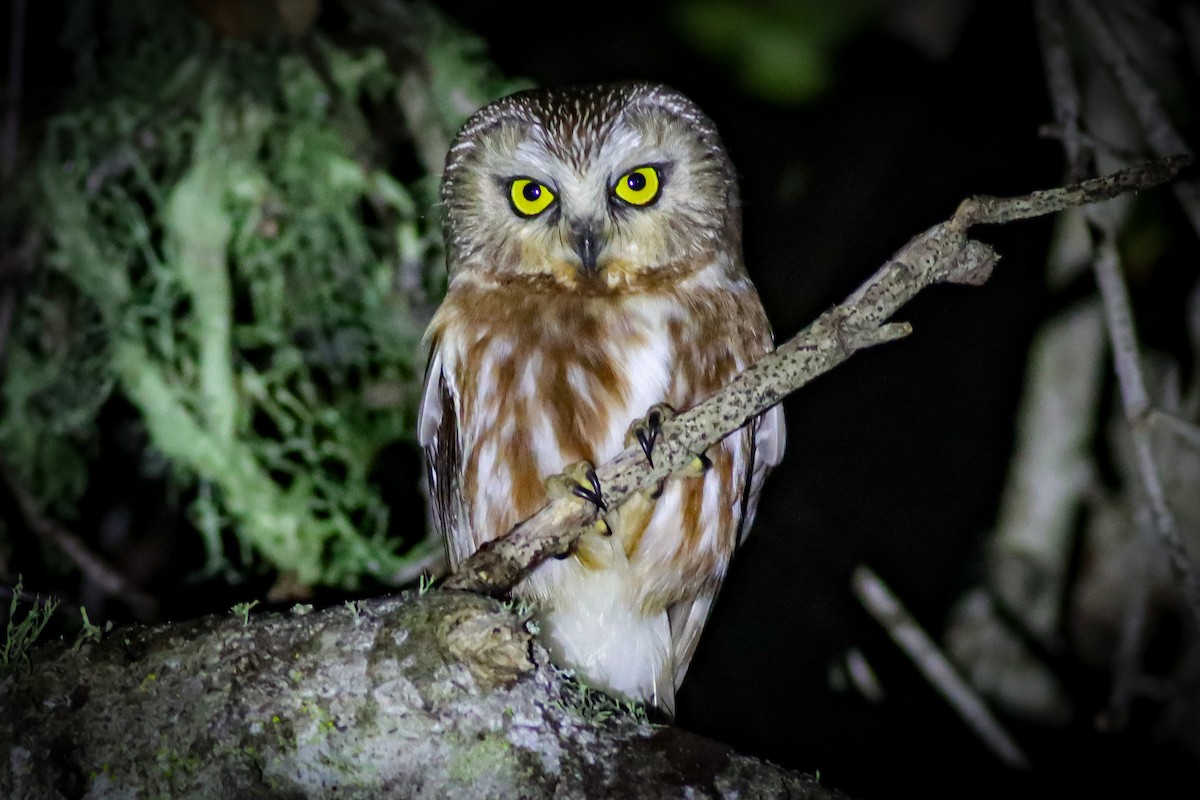 Northern Saw-whet Owl - Andrew Masaitis