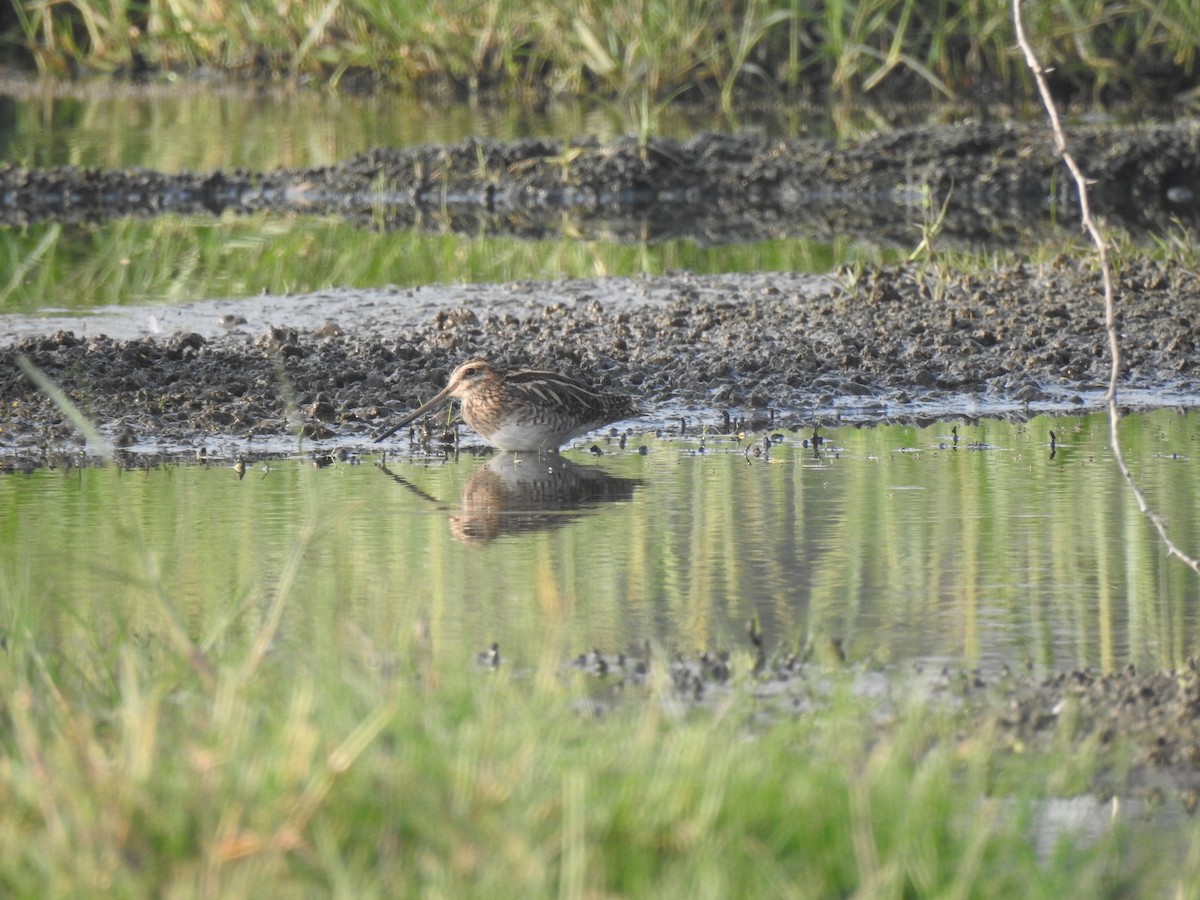 Common Snipe - ML529750501