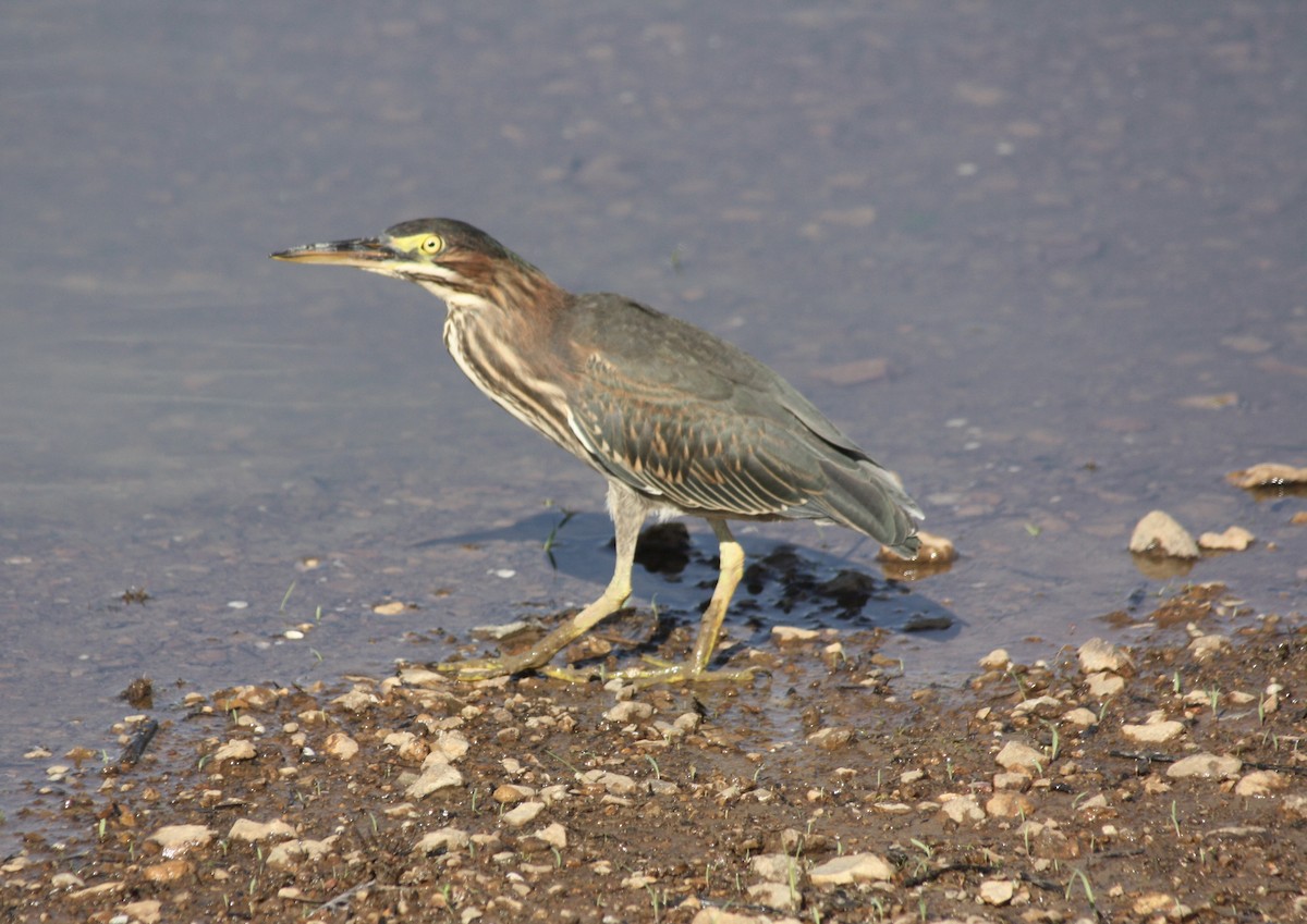 Green Heron - ML529751121