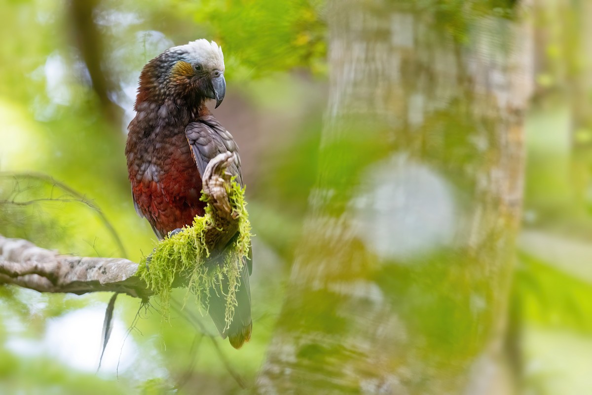 New Zealand Kaka - JJ Harrison