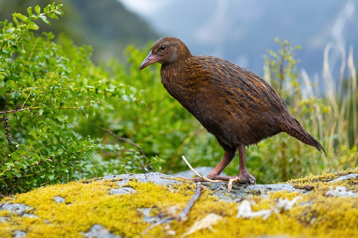 Weka - JJ Harrison