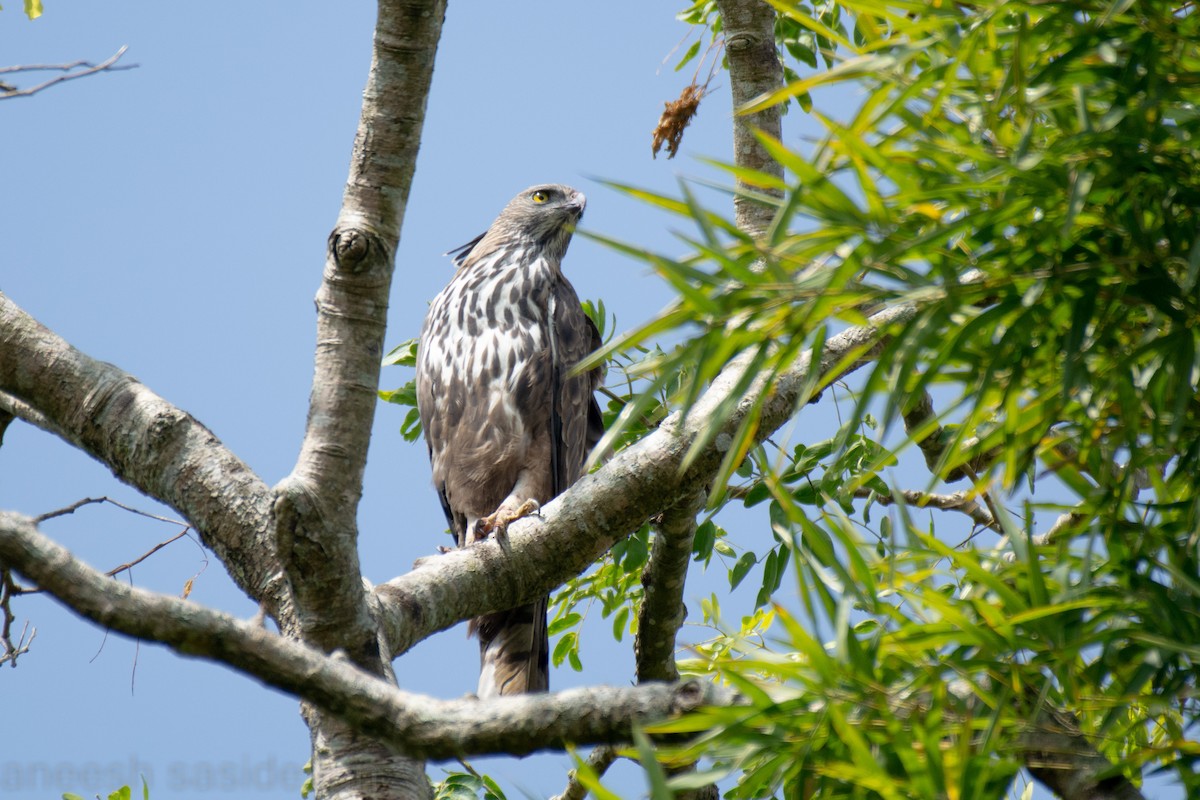 Aigle huppé - ML529751731