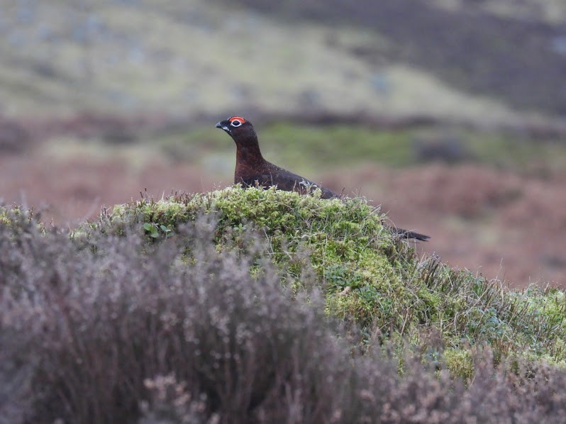 Willow Ptarmigan - ML529752861