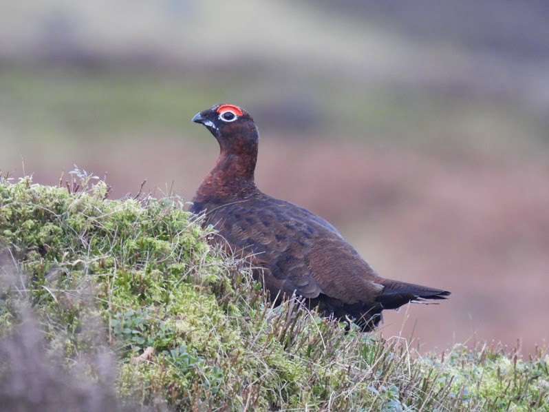 Willow Ptarmigan - ML529752871