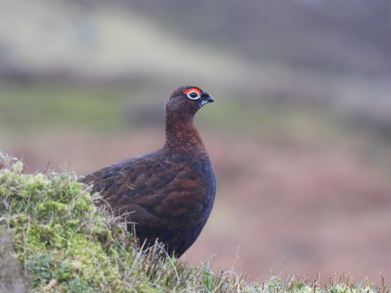 Willow Ptarmigan - ML529752881