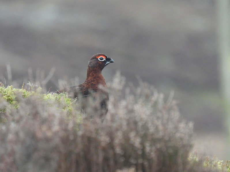 Willow Ptarmigan - ML529752891