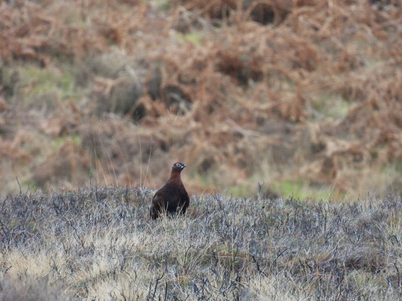 Willow Ptarmigan - ML529752901