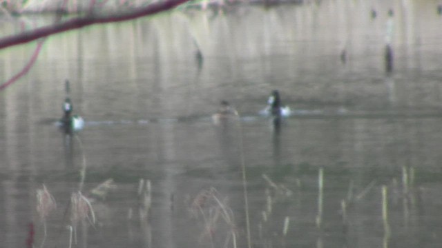 Ring-necked Duck - ML529753091