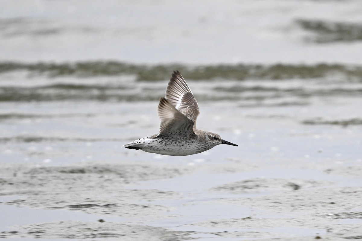 Red Knot - ML529754141