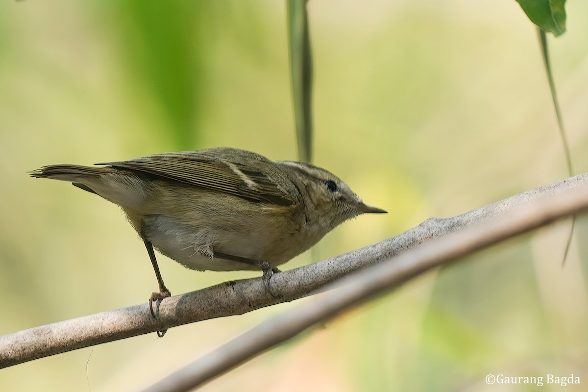 Hume's Warbler - ML529754191