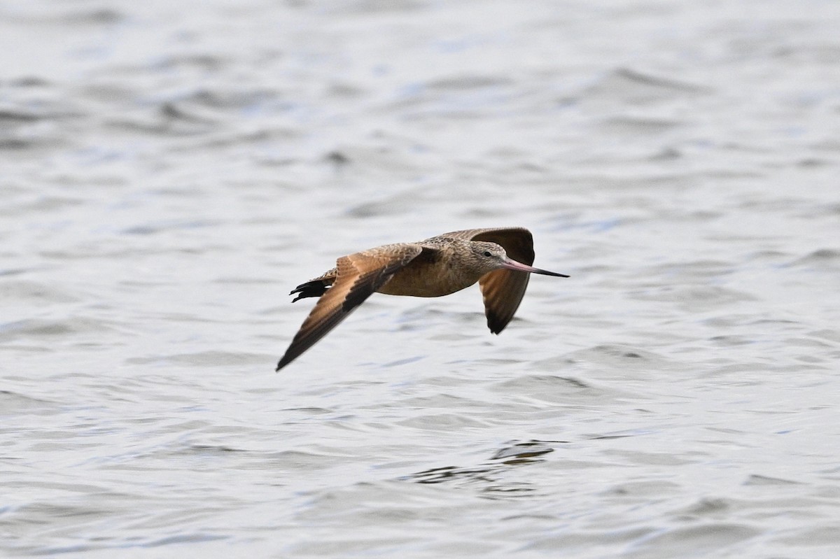 Marbled Godwit - ML529754201