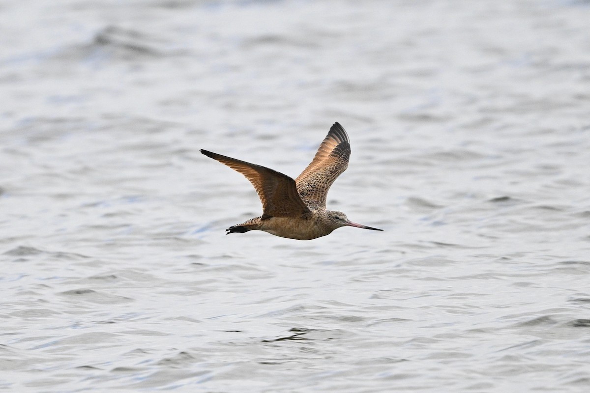 Marbled Godwit - ML529754211