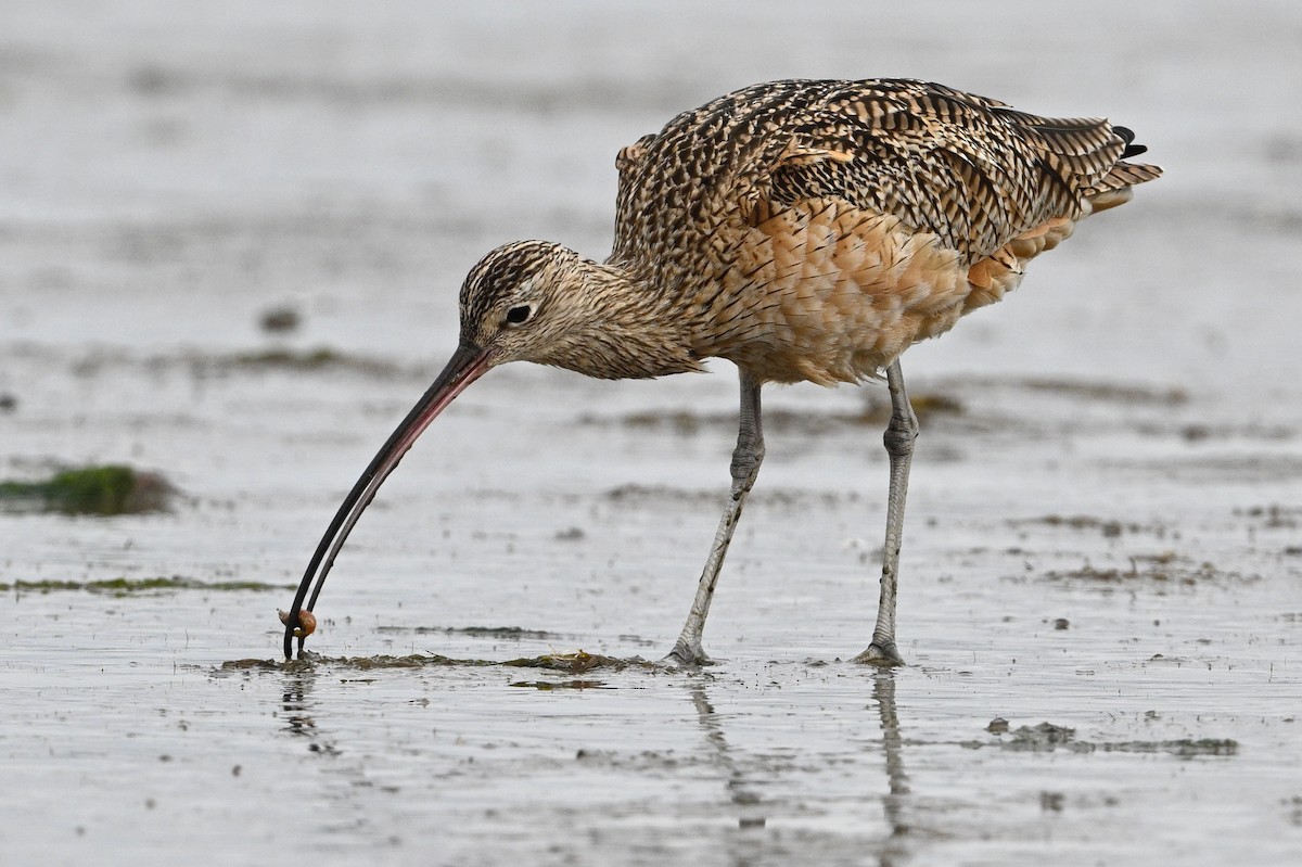 Long-billed Curlew - ML529754311