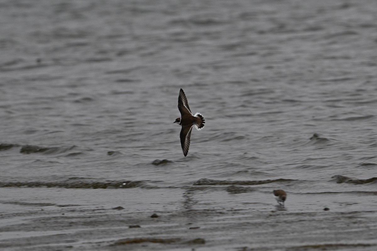 Semipalmated Plover - ML529754461