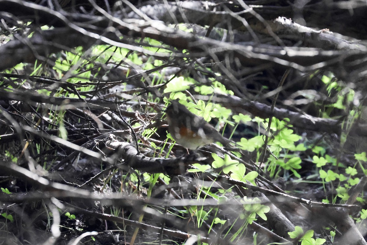 Robin à flancs roux - ML529754971