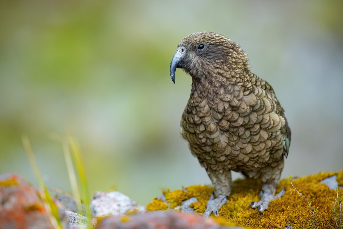 Kea - ML529755181