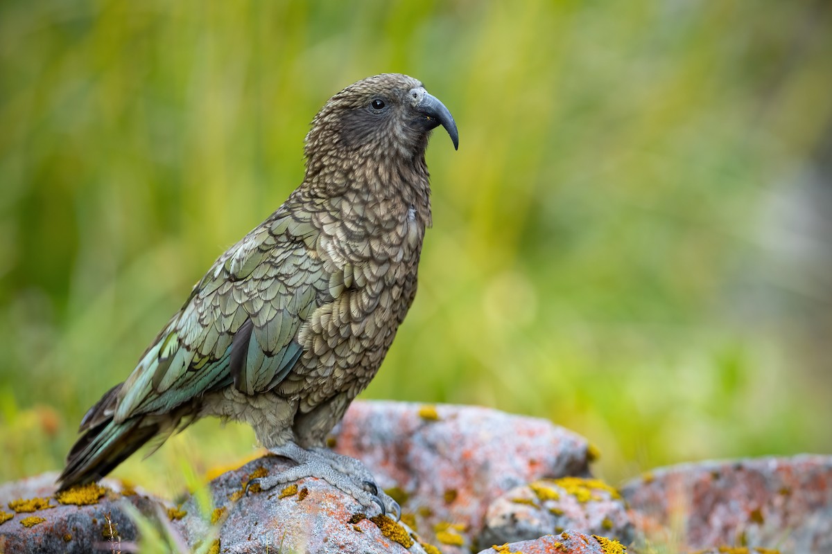 kea - ML529755191