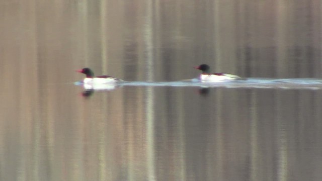 Common Merganser (North American) - ML529755271