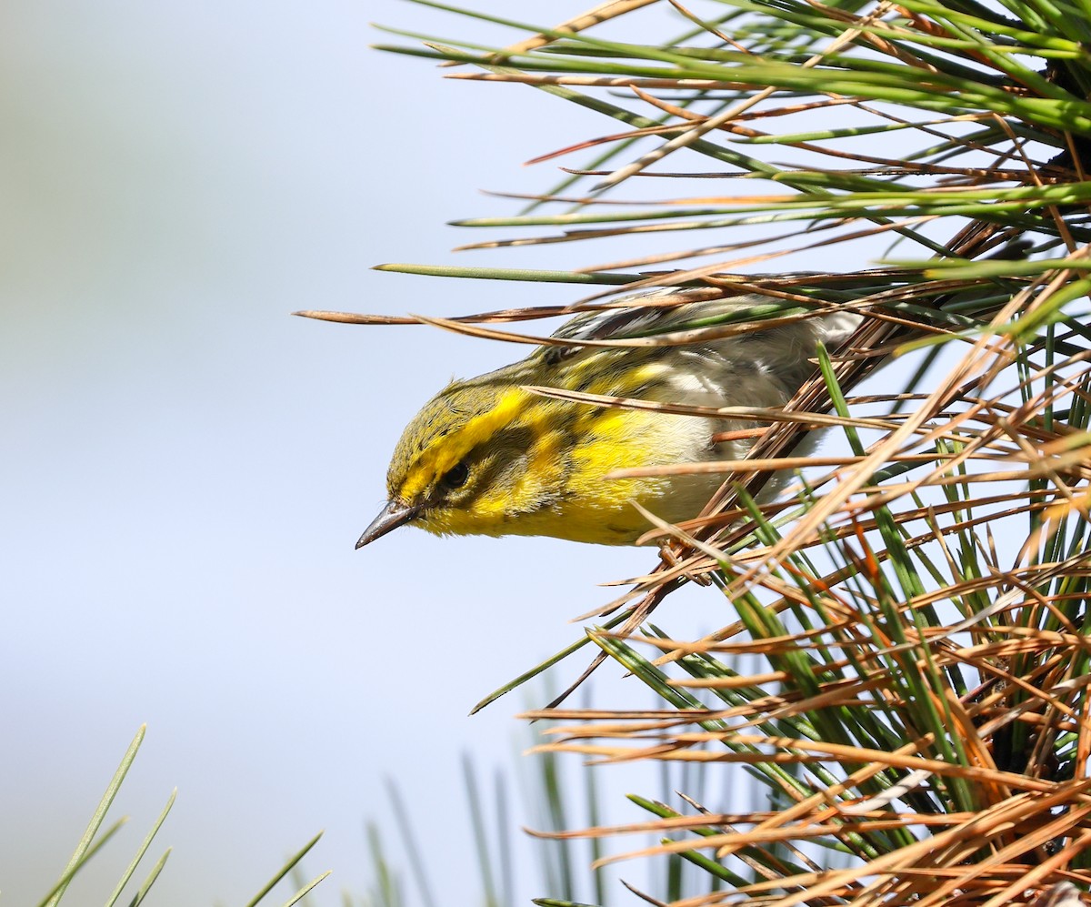 Townsend's Warbler - ML529755341