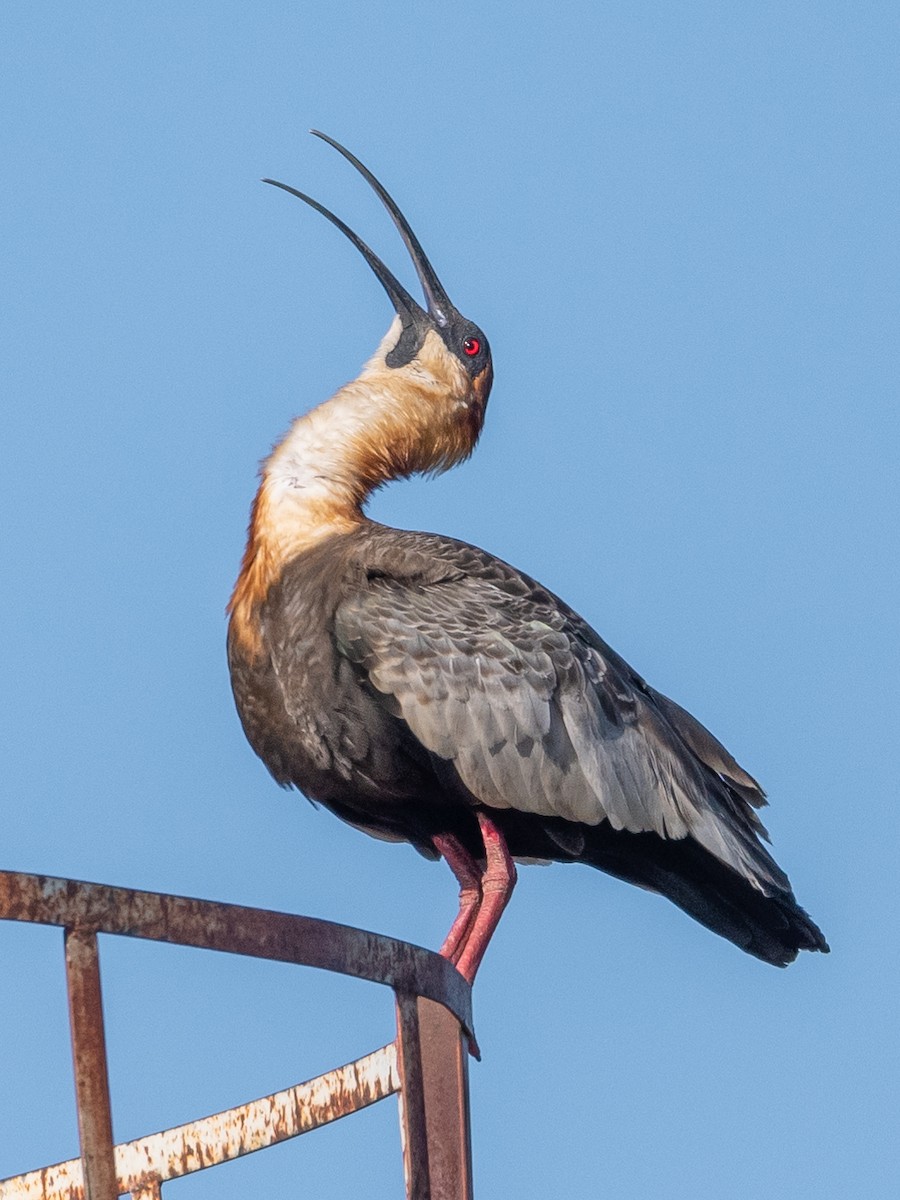 ibis bělokřídlý - ML529755421