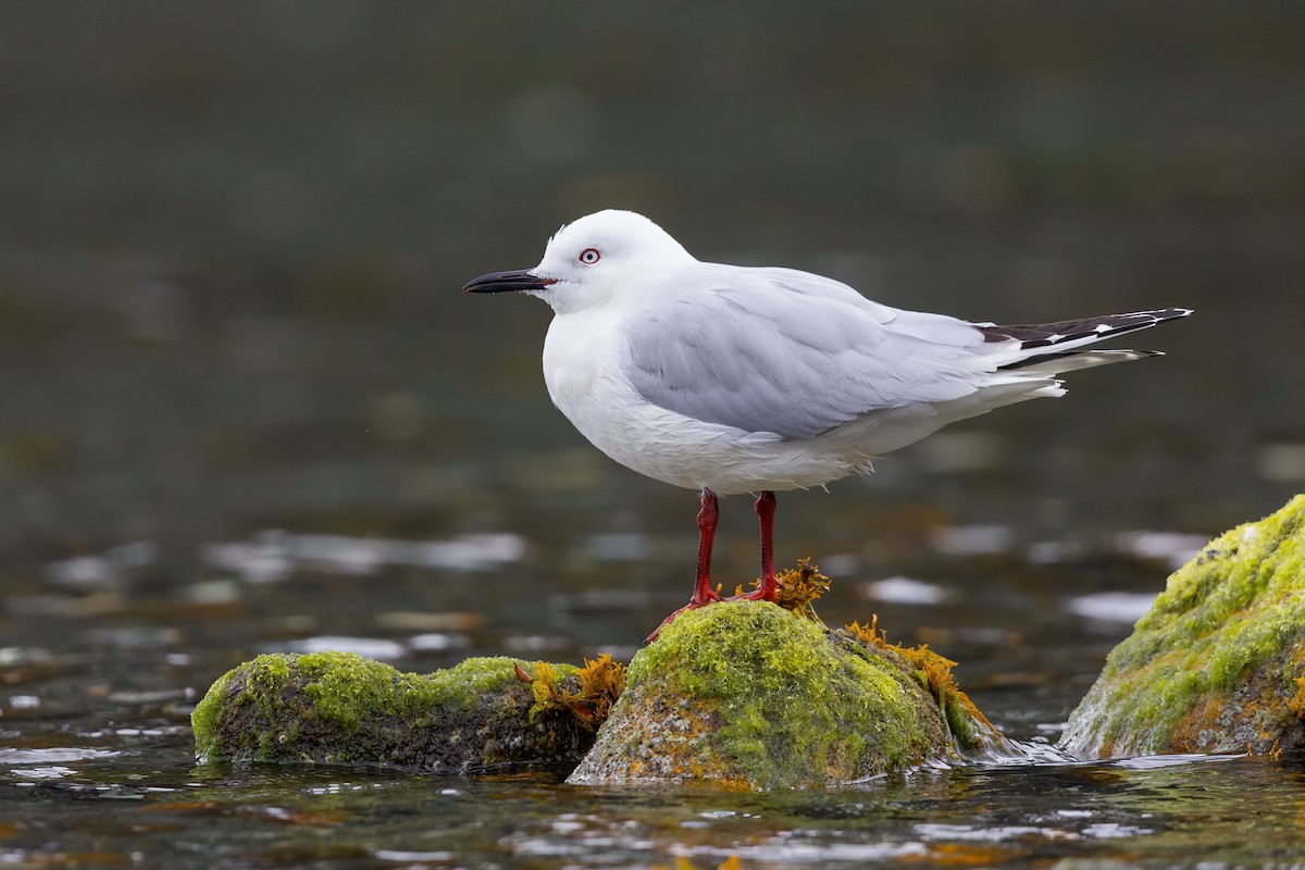 Black-billed Gull - ML529755461