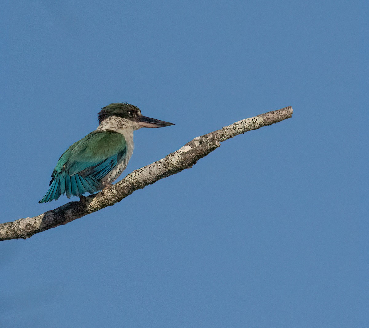 Torresian Kingfisher - ML529757191