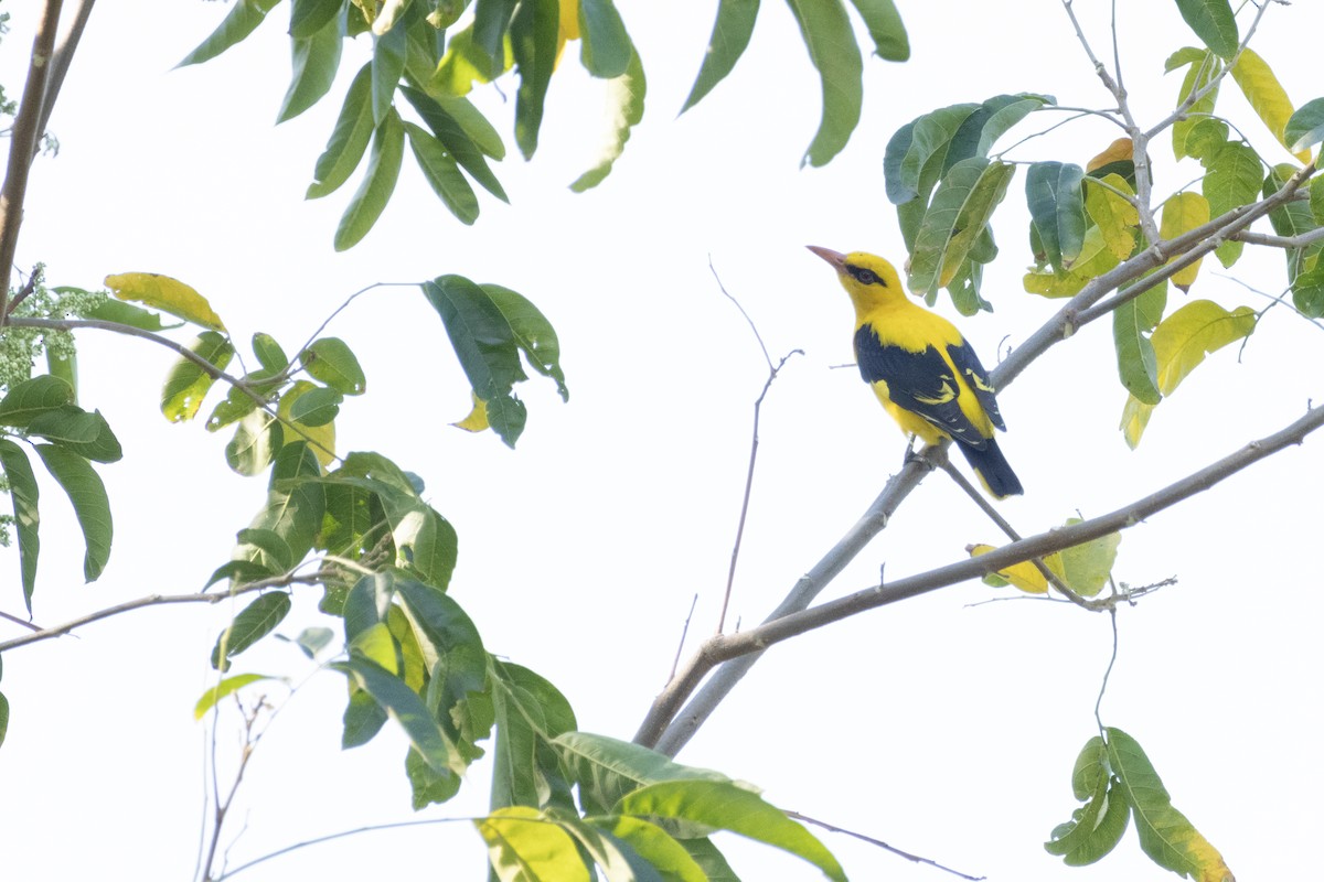 Indian Golden Oriole - ML529758071