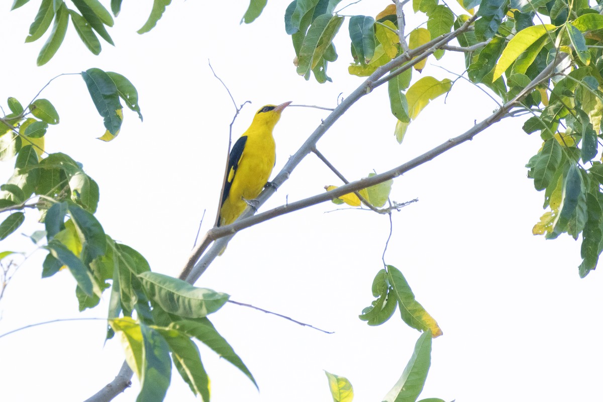 Indian Golden Oriole - ML529758091