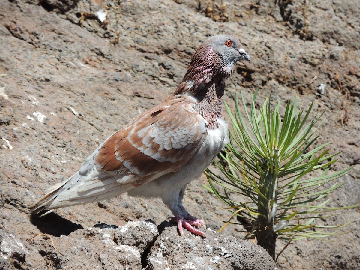 Rock Pigeon (Feral Pigeon) - ML529758931