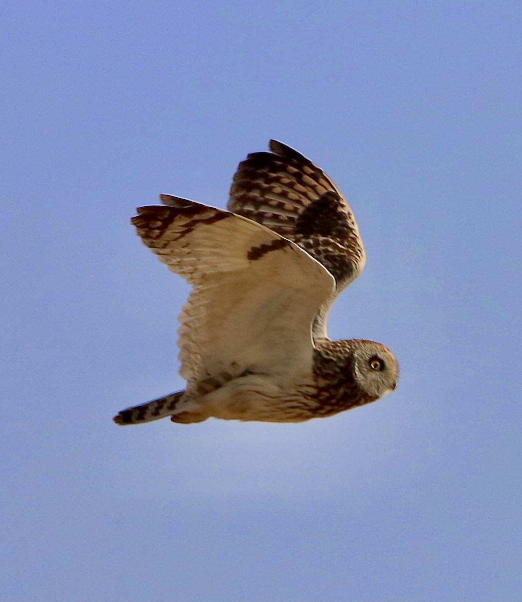 Short-eared Owl - Amod Gawarikar