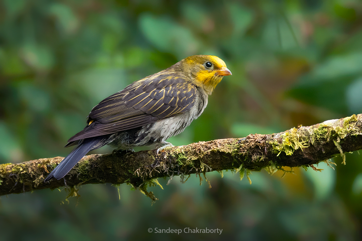 Yellow-rumped Honeyguide - ML529759121