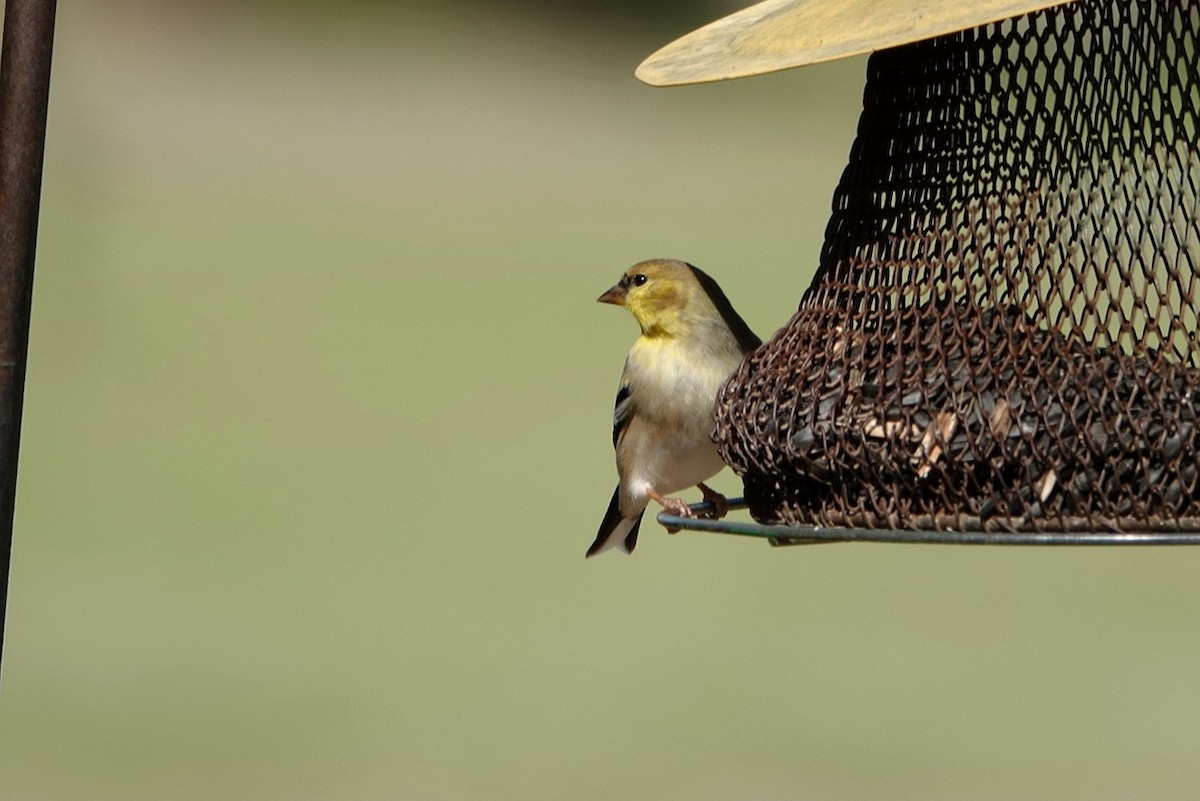 American Goldfinch - ML529759981