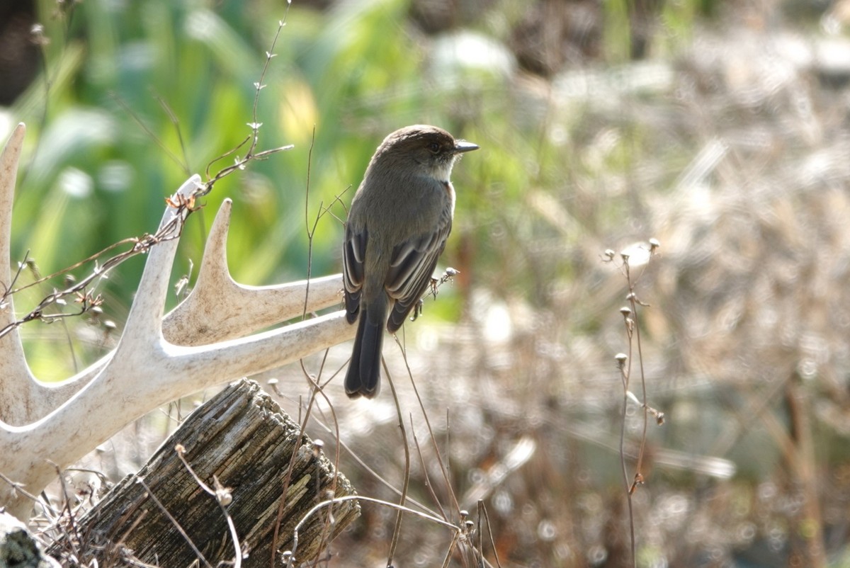 Eastern Phoebe - ML529760111