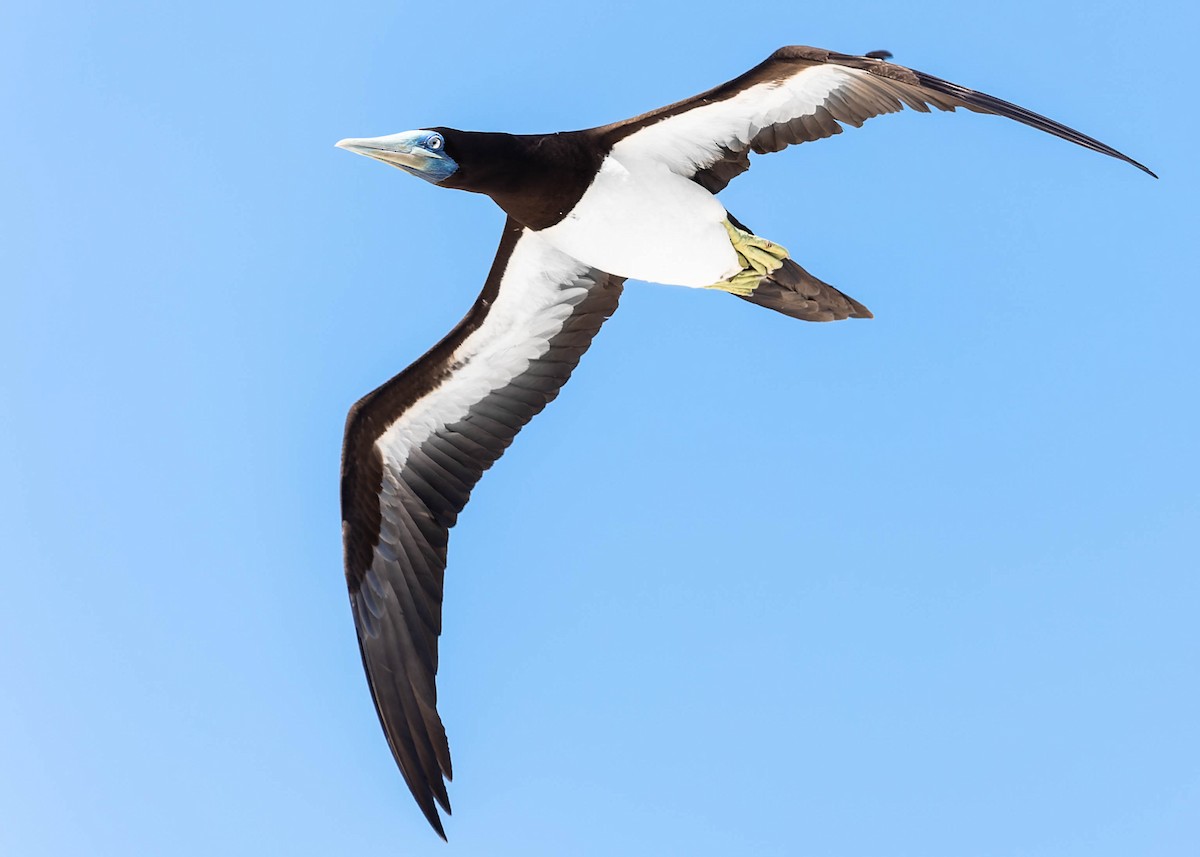 Brown Booby - ML529760801