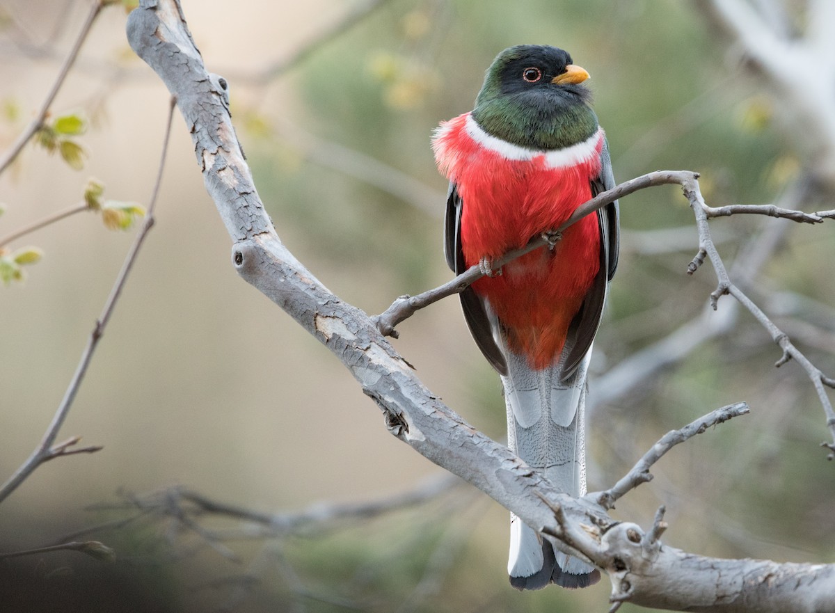 Coppery-tailed Trogon - William Higgins