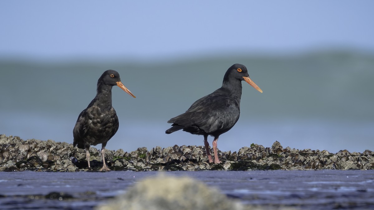 African Oystercatcher - ML529762971