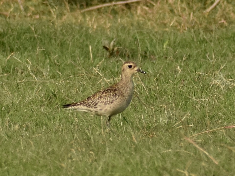 Pacific Golden-Plover - Sabarish  D