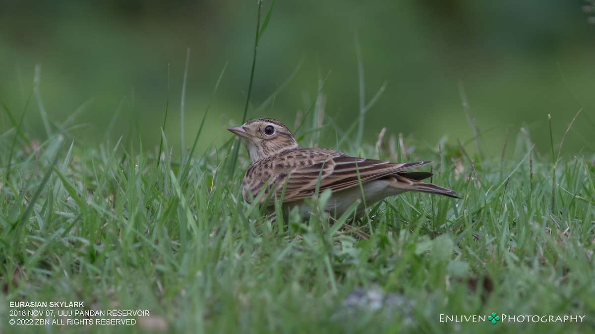 Eurasian Skylark (Asian) - ML529764781