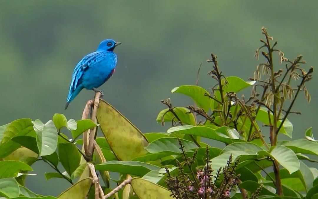 Blue Cotinga - ML529765081