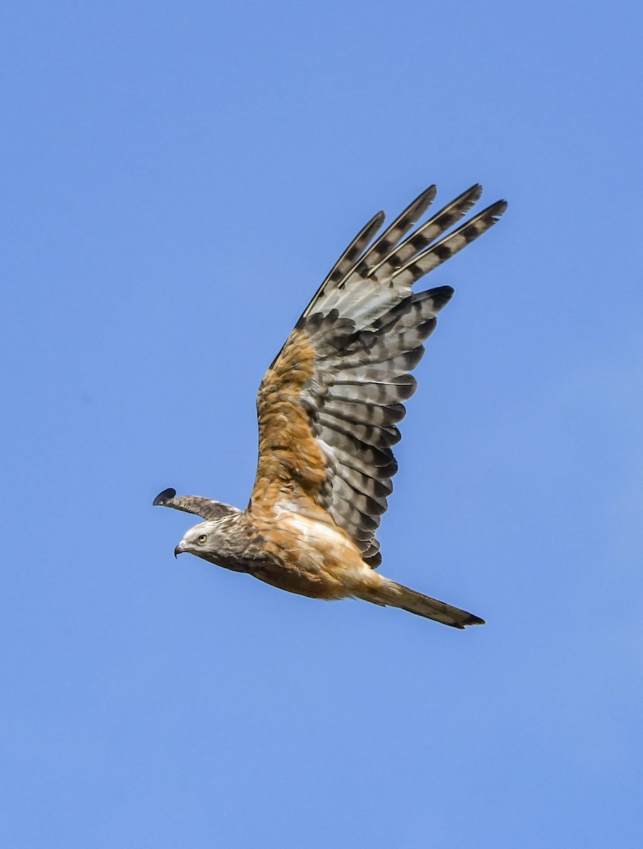 Square-tailed Kite - ML529767901