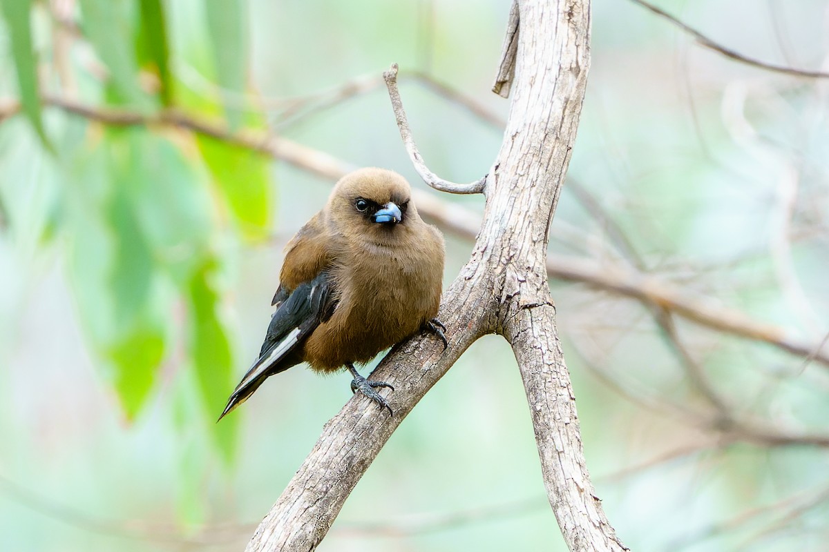 Dusky Woodswallow - ML529768631