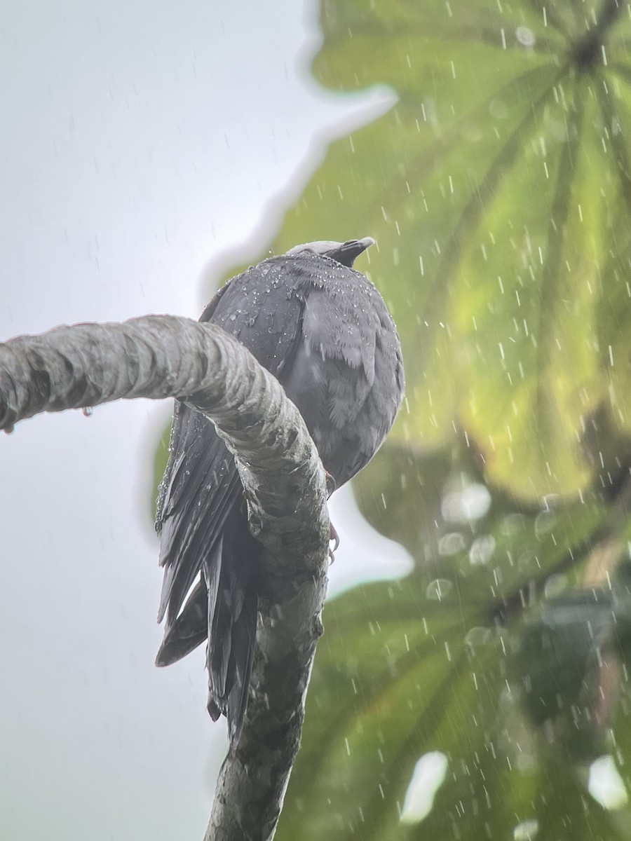 White-crowned Pigeon - Erick  Picado