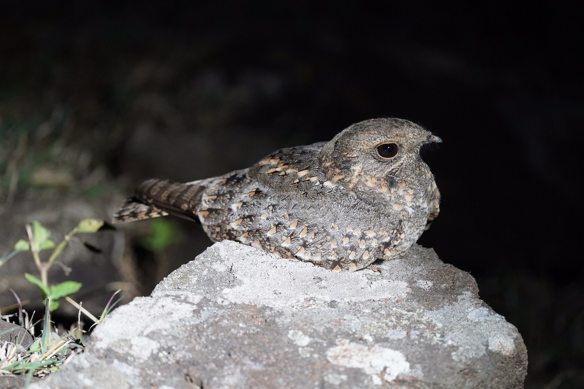 Savanna Nightjar - ML529769341