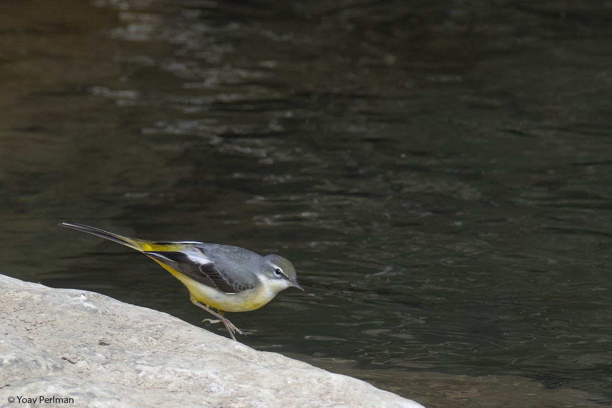 Gray Wagtail - ML529769451