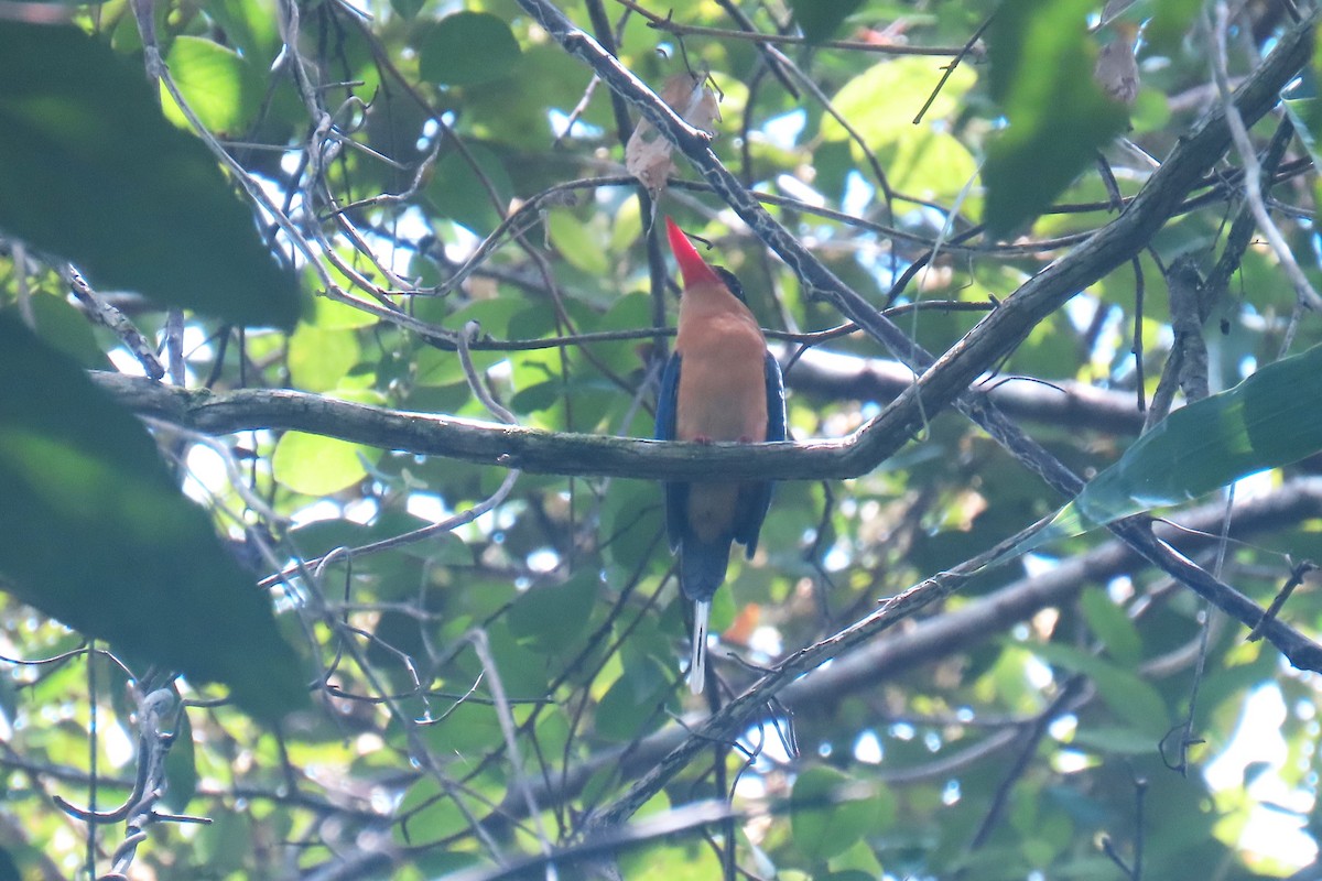 Buff-breasted Paradise-Kingfisher - Ray Turnbull