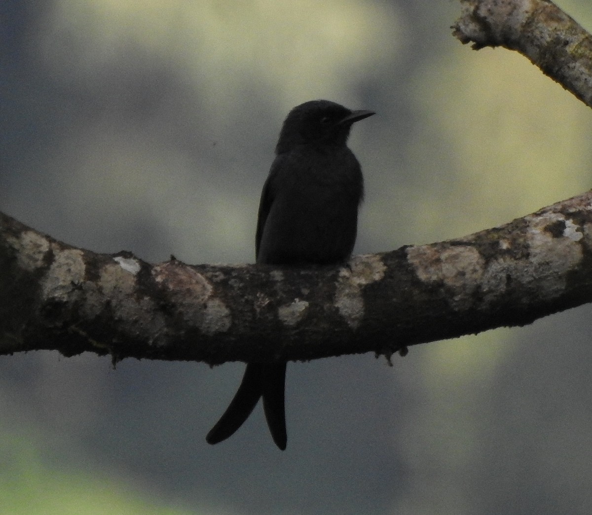 Drongo cendré - ML529770251