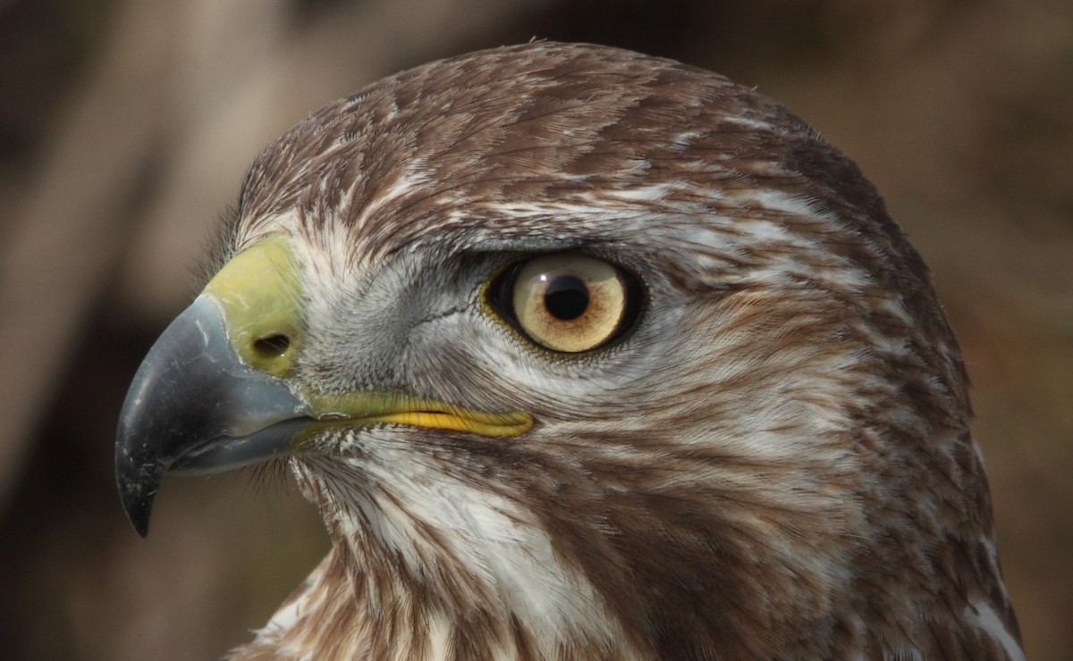 Red-tailed Hawk (borealis) - Ethan Gyllenhaal