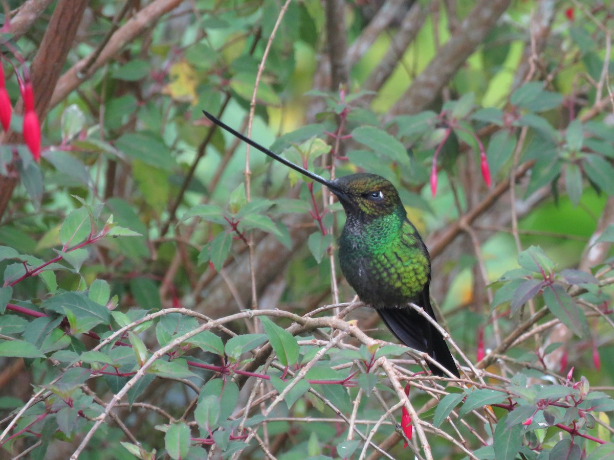 Sword-billed Hummingbird - ML529770481